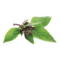 GRAINES DE BASILIC THAÏ